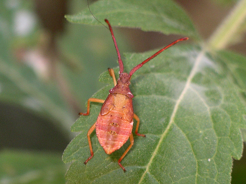 Alcuni eterotteri dei Colli Euganei